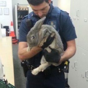 A rabbit seized by police Springwood, south of Brisbane. The owners claimed it was a guinea pig.