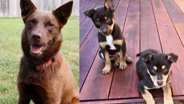 Red Dog, Tanner and Theo were allegedly deliberately poisoned.