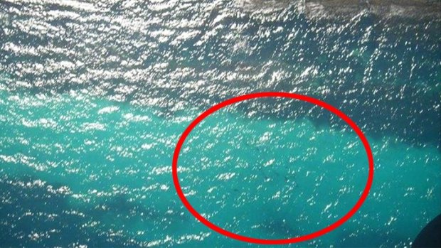 A school of sharks near Hyams Beach on Thursday. The Bendigo Aerial Patrol described the multiple sightings as an "interesting couple of days". 