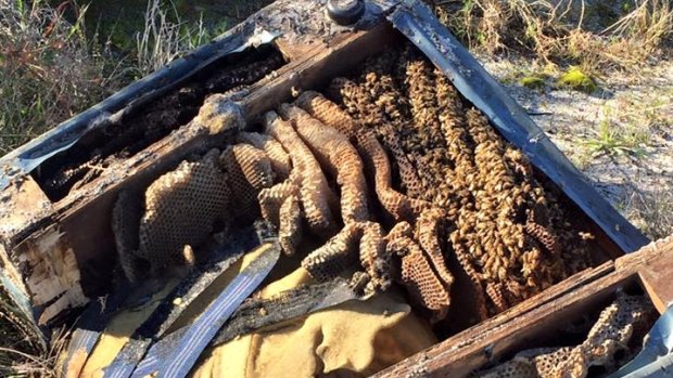 Some clever bees have set up home in a dumped couch in Success.