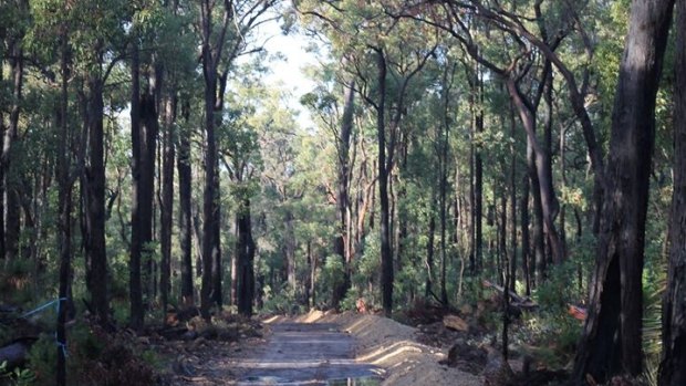 The five kilometre stretch of forests locals are fighting to save. 
