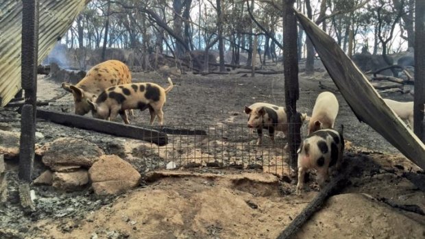 Some of the pigs that survived the Mount Bolton fire.