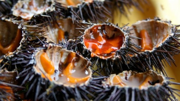 Sea urchins.