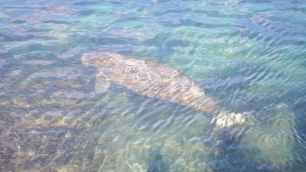 This dugong was spotted near the Merimbula Causeway last week.