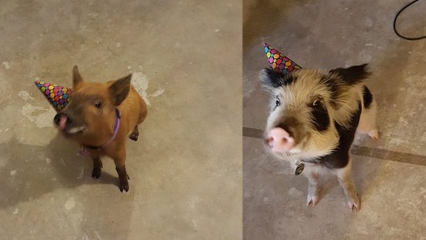 Miniature pig owners want the animal to be considered a pet.