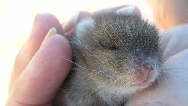 A baby stick nest rat may be cute – but the rat in its name puts the public off investing in its future, conservationists say. 