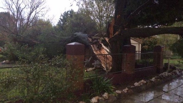 Ferocious winds at Bungendore brought many trees down, resident Alix Burnett said.