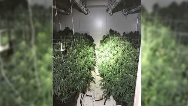 Police claim they found 132 cannabis plants and 35kg of cannabis at a Wangara property.