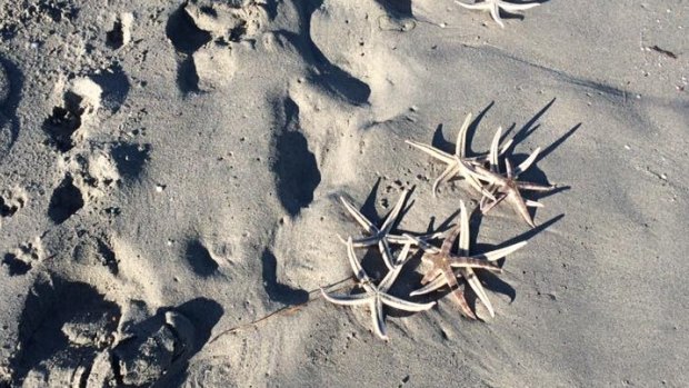 Dead star fish have washed up at South Beach. 