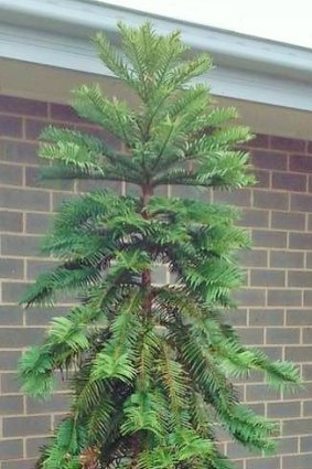 Cassandra Walker's 2.1m tall Wollemi pine. Do you have a taller one?