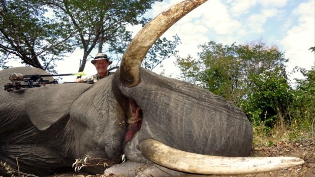 Dr Jan Seski poses with an elephant killed on an African safari. It was believed to be the sixth elephant killed by Seski. 