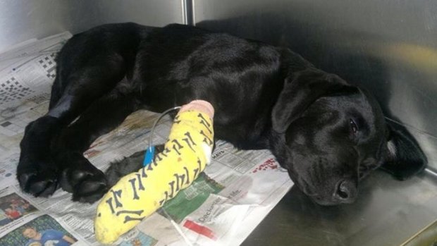 Bruce the Labrador puppy fights for his life after eating suspected death cap mushrooms.