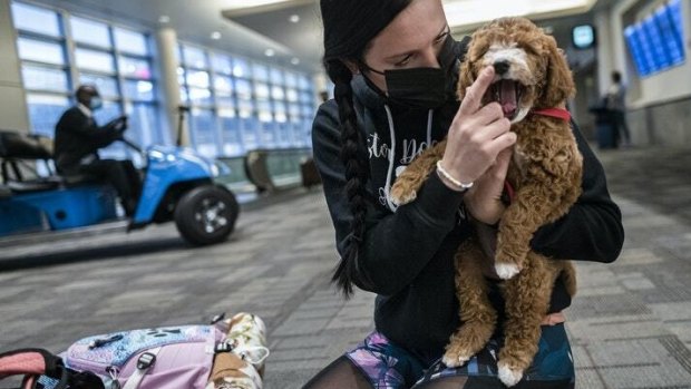 At Minneapolis-St. Paul International Airport, puppy nanny Hope Lyberg held a mini-goldendoodle before she flew with it across the country to a new owner. 