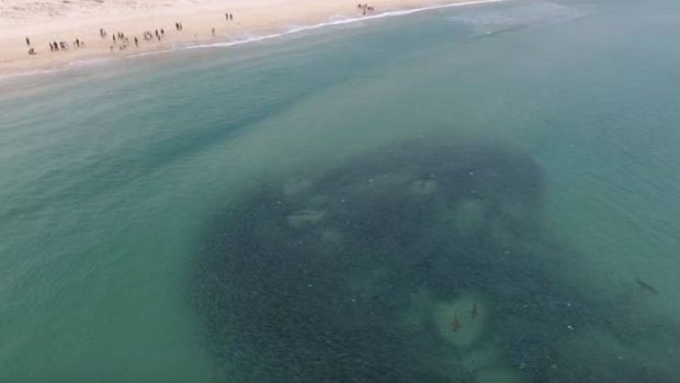 Drone footage shows the grey nurse sharks feeding on mullet in Fingal Bay.