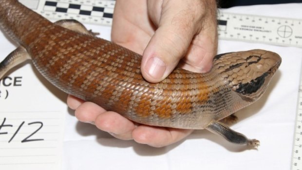 A blue-tongue lizard was one of more than 30 animals seized.