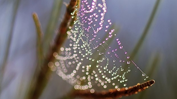 A spider web captured in an autumn early morning.