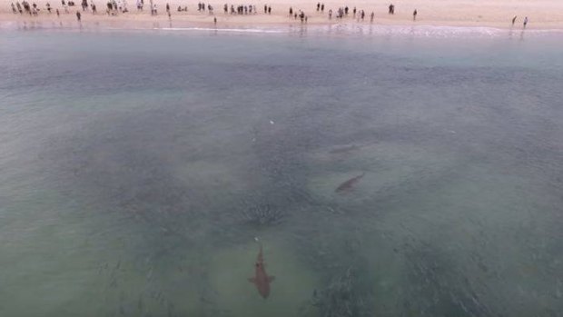 Drone footage shows the grey nurse sharks feeding on mullet in Fingal Bay.