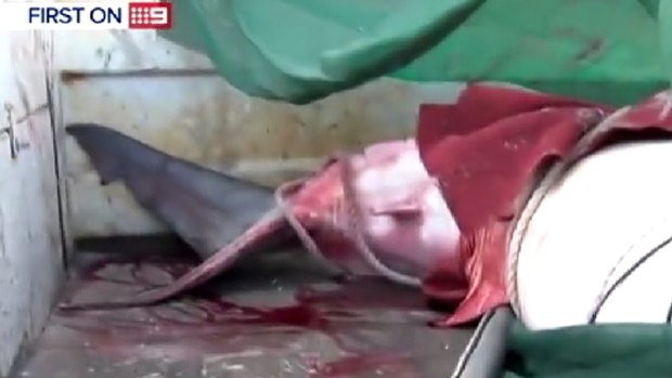 A white shark caught by Fisheries after the attack on Sean Pollard off Esperance in October.