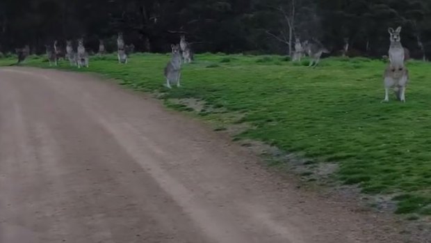 'Look at them. They're just standing there'. Kangaroos eyeball cyclist Ben Vezina at Hawkstowe Park.