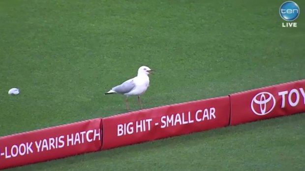 Remarkable recovery: The bird stands up after being placed behind the boundary.