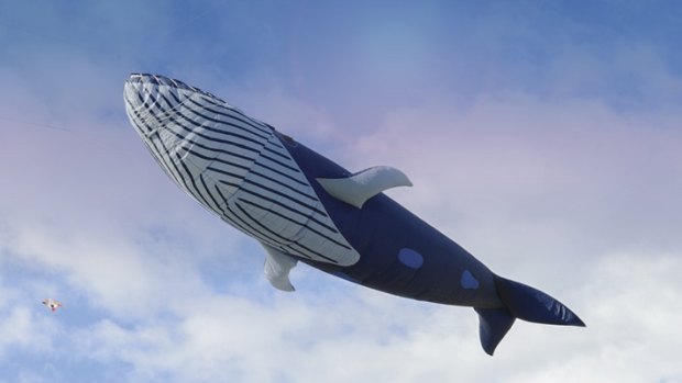 Googong's whale kite will fly high above Canberra on Sunday.