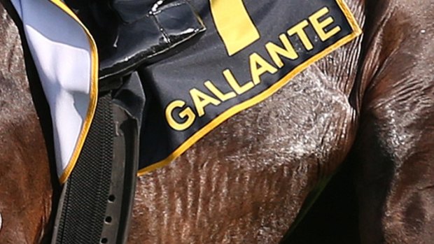Gallante finished last in the 2017 Melbourne Cup.