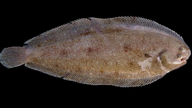 A Dover Sole