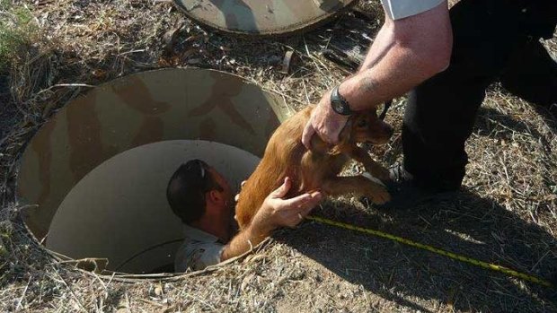 RSPCA WA inspectors pulled a dog from an underground puppy farm in 2014.
