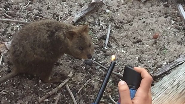 The quokka involved in the incident has been sighted walking around Rottnest with burnt fur on one side of its body.