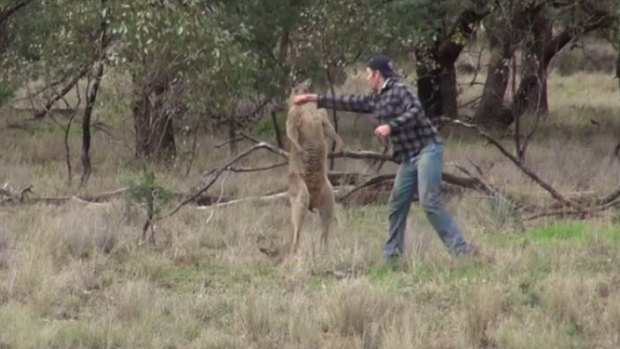 The video which inspired the mural showed a man punching a kangaroo after it attacked his dog. 