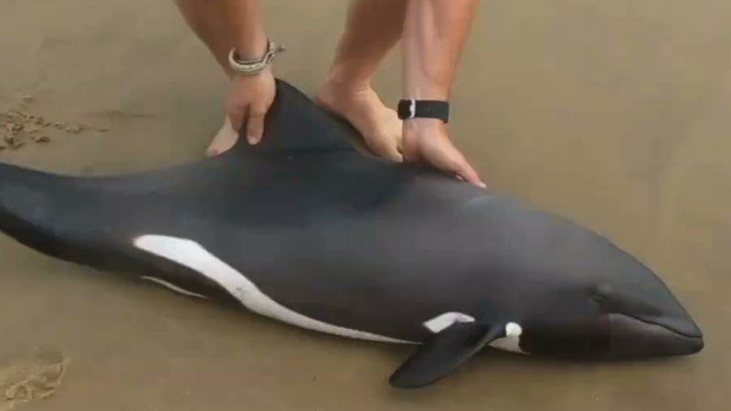 Dolphin 'takes off like a bullet' after being rescued from Namibian beach