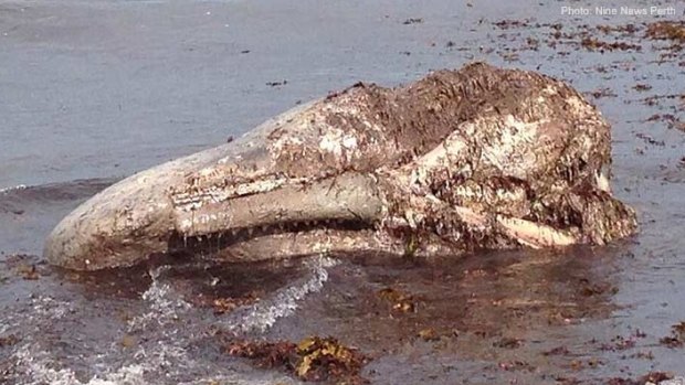 A sperm whale's head has washed up at Sorrento.
