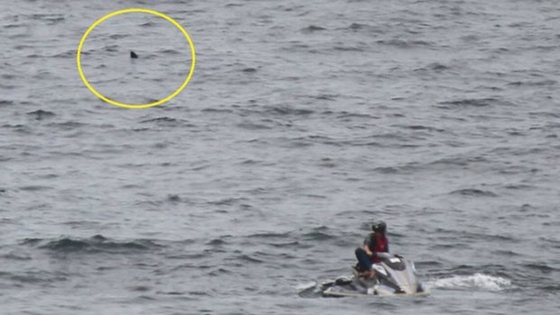 The shark lurks behind a lifesaver on a jet-ski on Saturday.