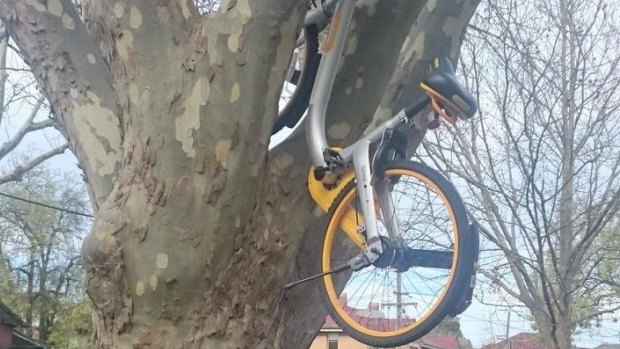 A oBike parked up a tree in Melbourne.