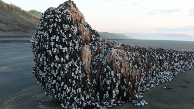 People flocked to see the "Muriwai monster", which turned out to be barnacle-clad driftwood.