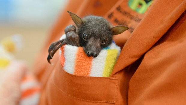 Baby flying foxes being cared for at the Australia Zoo Wildlife Hospital.