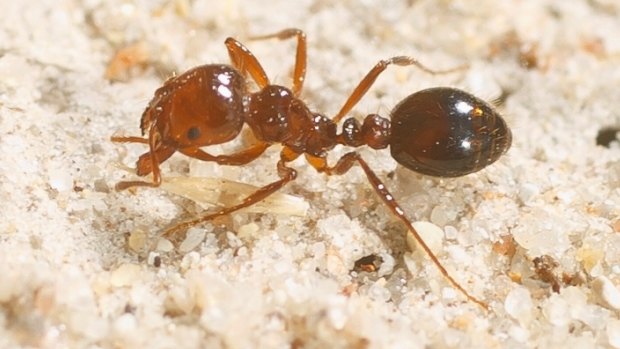 A marauding fire ant.