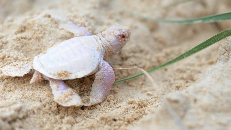 Albino turtle discovered on Sunshine Coast beach 'gold' for tourism
