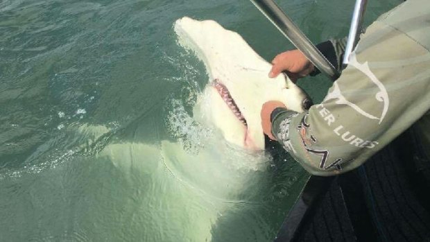 The hammerhead shark was caught in the mouth of the Brisbane River.