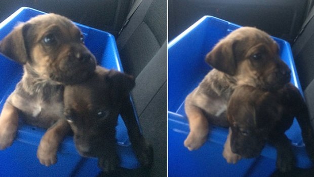 The pups are as young as just four or five weeks old, but it has been suggested they were stolen to trade for drugs