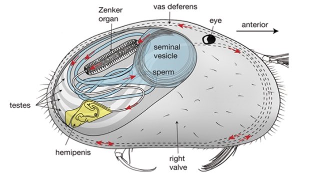 A sketch of a male ostracod, showing the organisation and orientation of the reproductive system. 