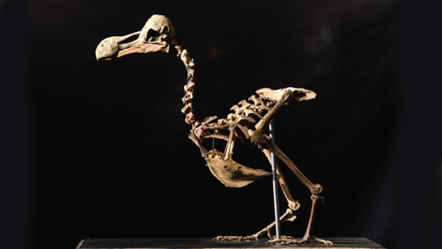 The composite skeleton of a dodo that was sold at auction in England.