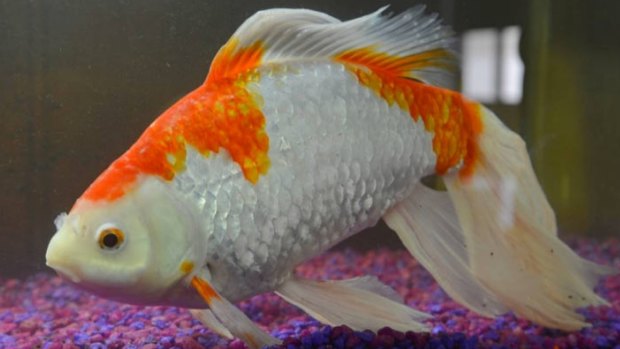 Goldie the goldfish may be a world record.