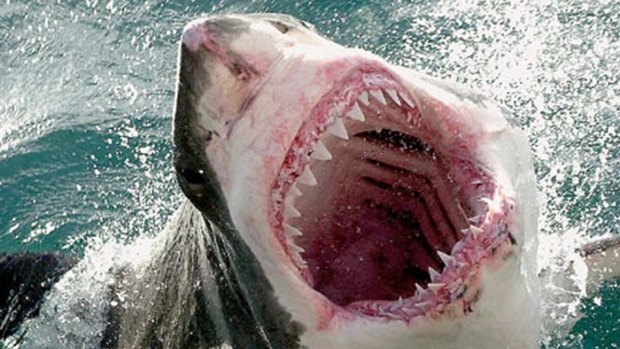 Since 2000 there have been 15 fatal shark attacks in WA.