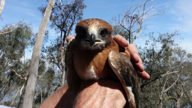 One of four little eagle chicks reared during a record breeding season in the ACT. 