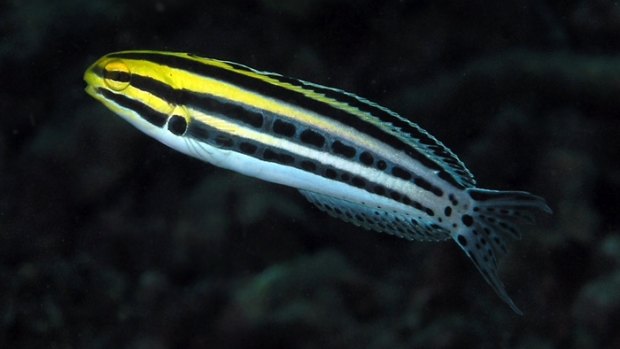 A fang blenny fish, which researchers have found has heroin-like defensive venom.   