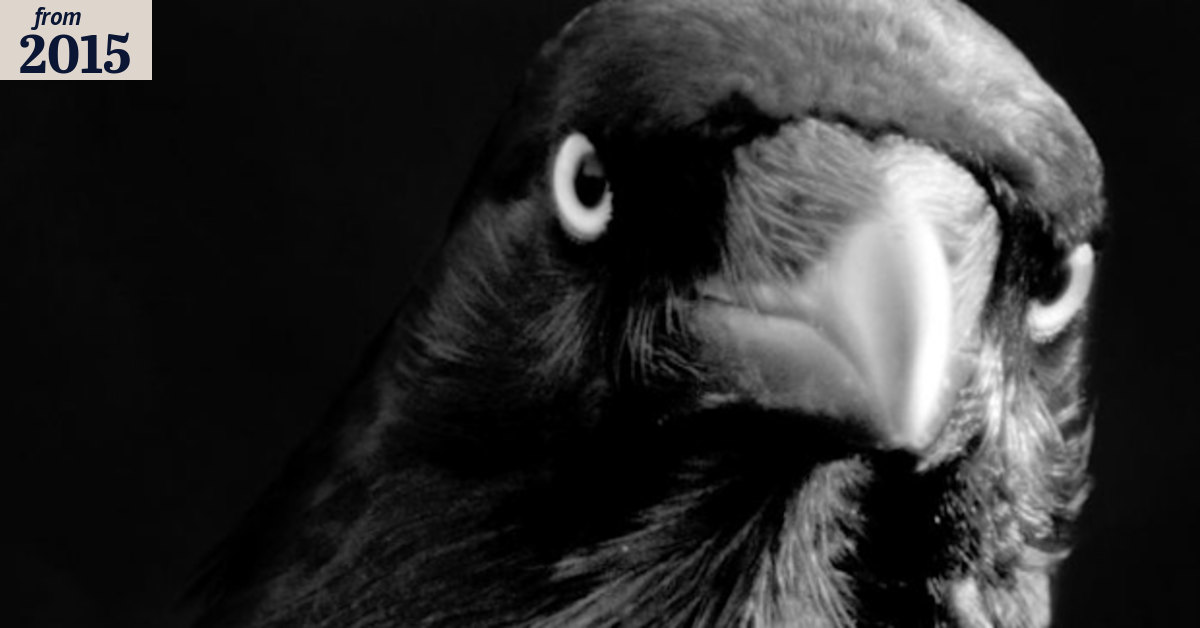 Crows may be as intelligent as apes, scientists say