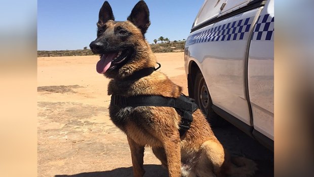 Police dog Maygar.