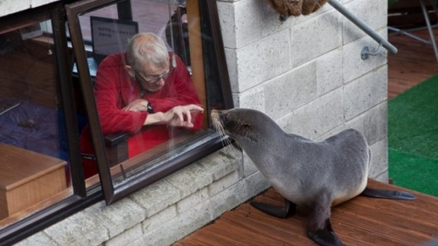 Dick Rawson woke up and looked out the window to find a seal on his deck.