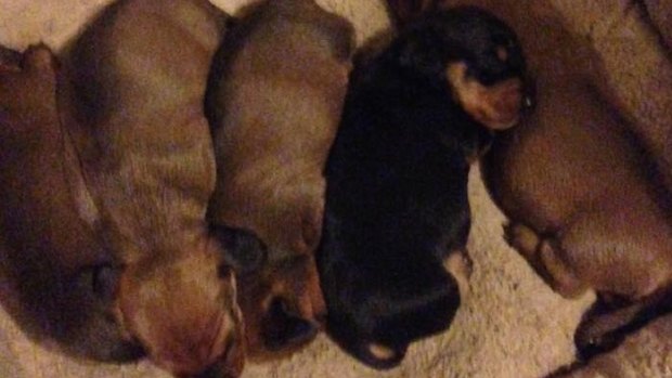 The puppies were rescued by the RSPCA from a West Australian backyard.